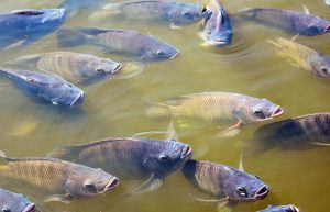 tocantins-visa-producao-de-tilapia